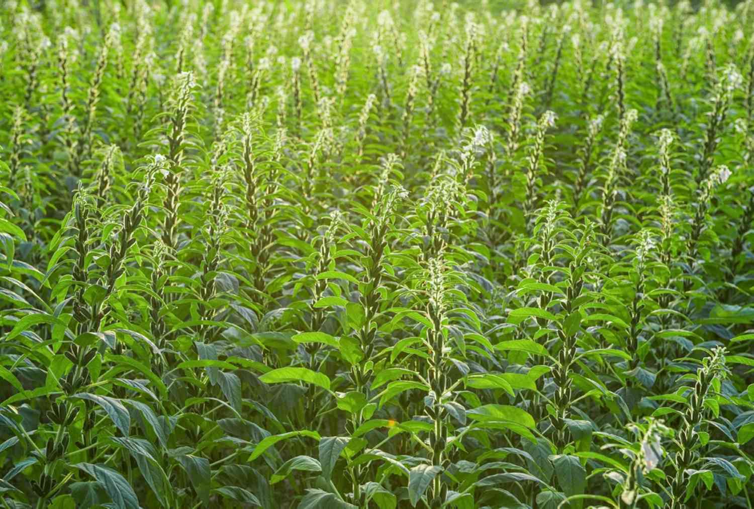 Easy methods to Develop and Take care of Sesame Vegetation