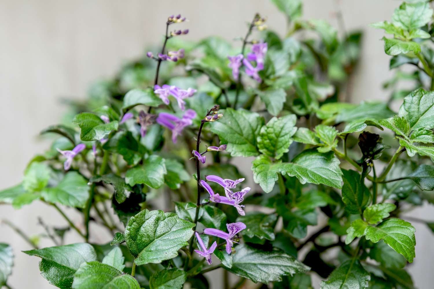 Tips on how to Develop and Take care of ‘Mona Lavender’ Plectranthus