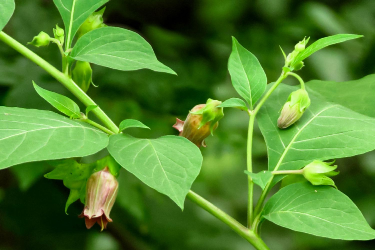 Lethal Nightshade (Belladonna): Toxicity, Look, and Elimination
