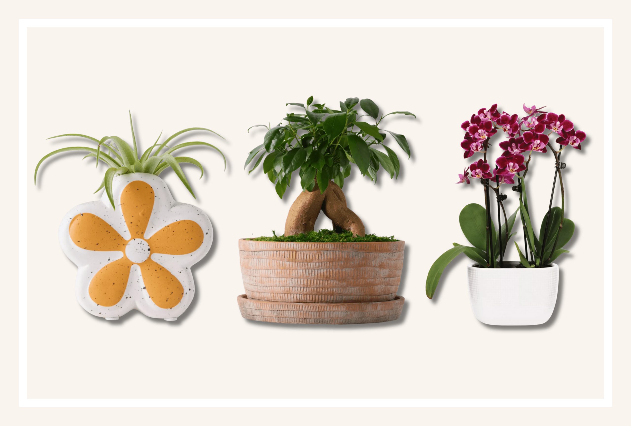 Goal Welcomes Good Little Backyard, a New Floral Model with the Freshest Spring Blooms